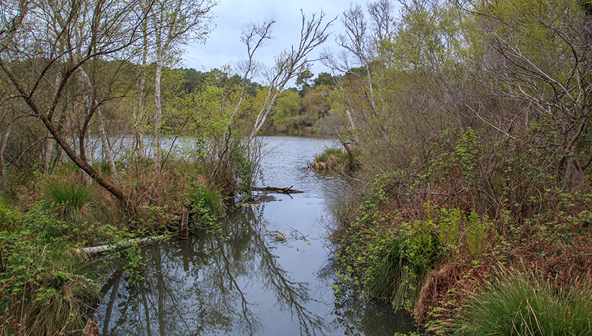 Balade autour de la Lagune de Contaut à Hourtin Gironde