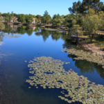 Ile aux enfants Hourtin