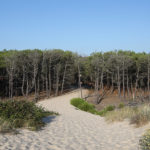 Reserve Naturelle des Dunes et Marais de Hourtin