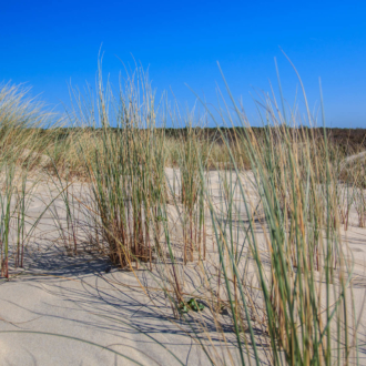 Oyats dans les dunes de Hourtin Plage